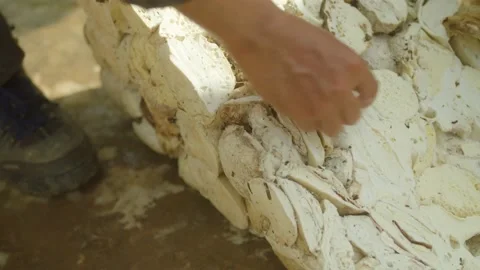 Natural rubber Stock Footage 210503071