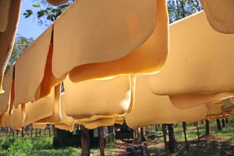 Natural rubber Stock Photos