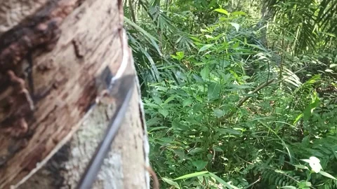 Natural Rubber Production  Stock Footage 338243979