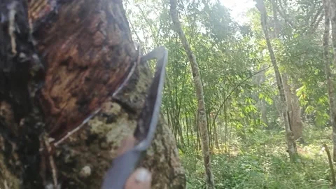 Natural Rubber Production  Stock Footage 338243980