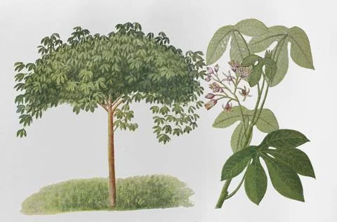 Natural rubber tree cassava or Ceara rubber tree Manihot carthaginensis subsp Stock Illustration