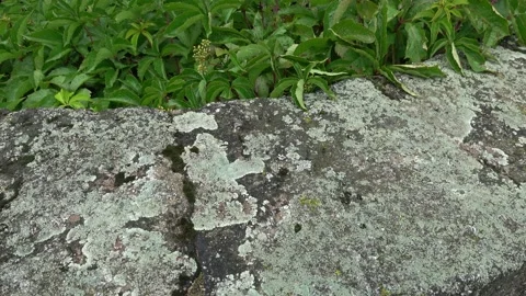 Natural rustic background texture pattern with lichen and ivy formed on an ol Stock Footage 158424652