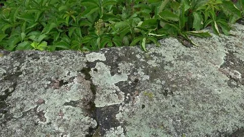 Natural rustic background texture pattern with lichen and ivy 写真素材