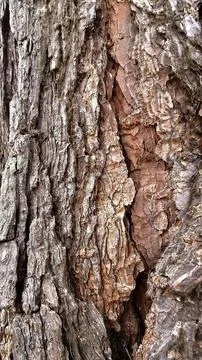 Natural rustic texture of pine tree trunk Foto stock