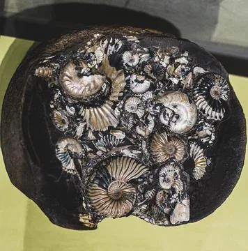 Natural sample of nodular phosphorite split with shells of molluscs Stock Photos