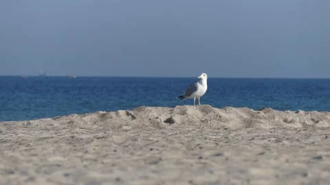 Natural sand beach - ocean, a pilot boat and a seagull Stock Footage 140007339