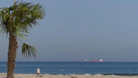 Natural sand beach with palm tree - blue sky, ocean, boats, seagulls &amp; 2 walkers Stock Footage 140011671