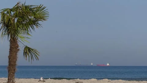 Natural sand beach with palm tree - ocean, boats and some seagulls Stock Footage 140011965