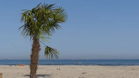 Natural sand beach with palm tree - ocean, some seagulls and a surfer Stock Footage 140015905