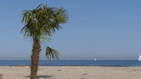 Natural sand beach with palm tree - ocean, some seagulls and sailing boats Stock Footage 140020452