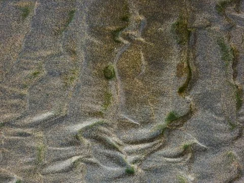 Natural sand texture with algae patterns on the beach Stock Photos