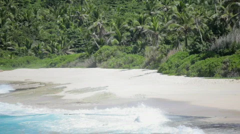 Natural sandy beach with palmtrees Stock Footage 462333