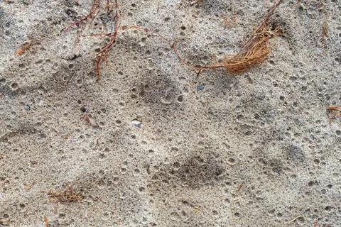 Natural sandy soil texture with dry roots and small pebbles scattered outdoor Stock Photos