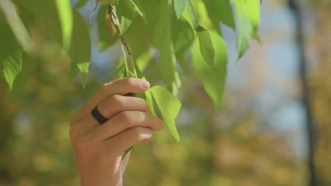 Natural scene capturing love and commitment amidst leaves. Romantic moment where Stock Footage 334620371