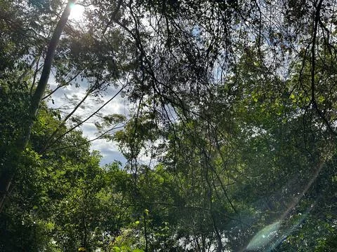 Natural Scene in the Forest Stock Photos