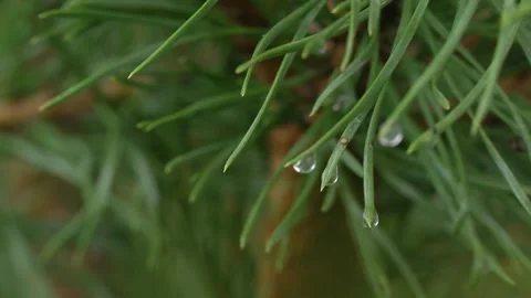 The natural scene reflects tranquility and freshness Stock Footage 306399137