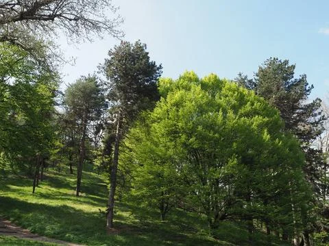 Natural scene with trees background Foto stock