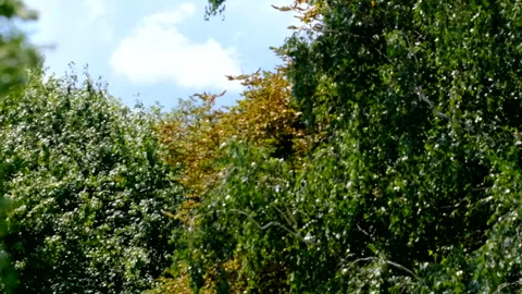 Natural scene video sketching Stock Footage 112754609