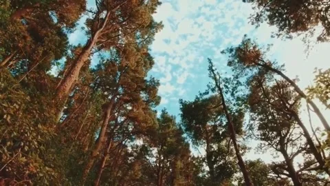 Natural scenery and forests on Mount Lawu, Central Java, Indonesia Stock Footage 229355000