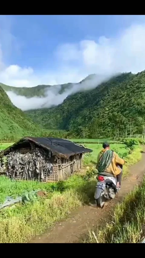 Natural scenery and rice fields Stock Footage 235569006