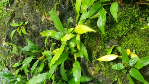 Natural scenery around a small river in the village Stock Footage 310529211