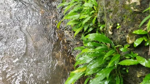 Natural scenery around a small river in the village Stock Footage 310529264