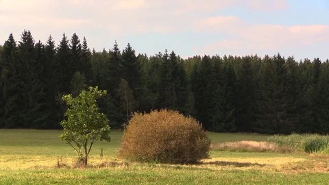 Natural scenery of autumn Stock Footage 81532025