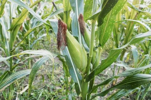 Natural scenery of corn Stock Photos