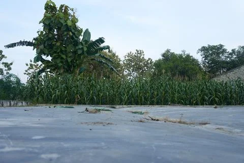 Natural scenery of corn Stock Photos