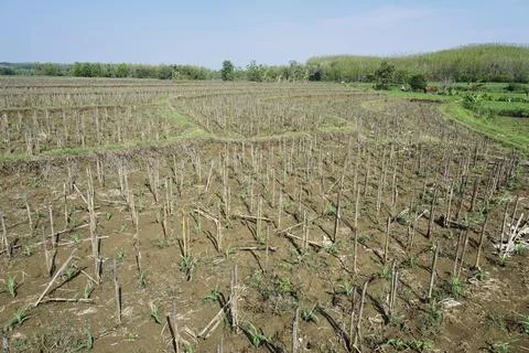 Natural scenery of corn Stock Photos