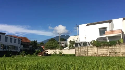 Natural scenery of expanse of rice fields, buildings and blue sky Stock Footage 238526562