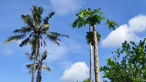 Natural scenery Stock Footage 311981879