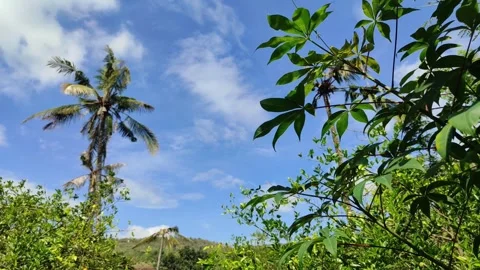 Natural scenery Stock Footage 311983993