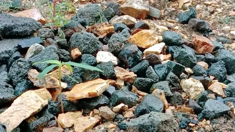 Natural scenery of grass with a background of small pebbles during the rain Stock Footage 312079643