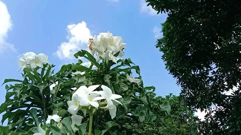 Natural scenery of mango trees and white flowers Stock Footage 312250236