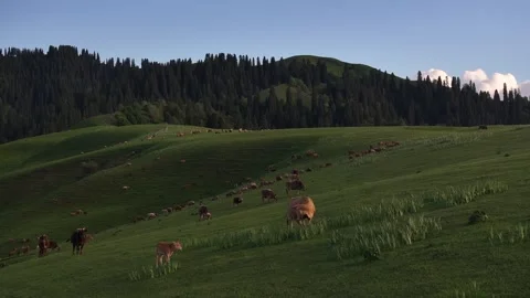 Natural Scenery of Mountains and Forests ,Nalati Grassland, Ili, Xinjiang,china Stock Footage 307285732
