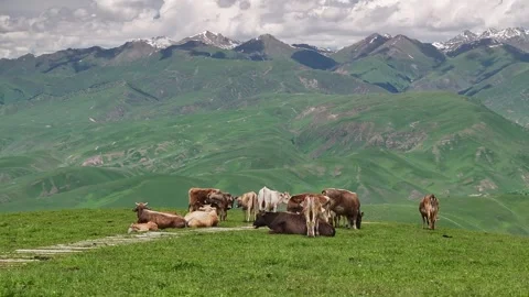 Natural Scenery of Mountains and Forests ,Nalati Grassland, Ili, Xinjiang,china Video stock 307287883