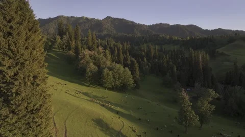 Natural Scenery of Mountains and Forests ,Nalati Grassland, Ili, Xinjiang,china Stock Footage 307288157