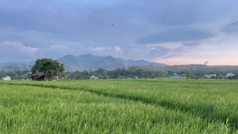 Natural scenery of rice fields and mountains with purplish blue clouds Stock Footage 323697434