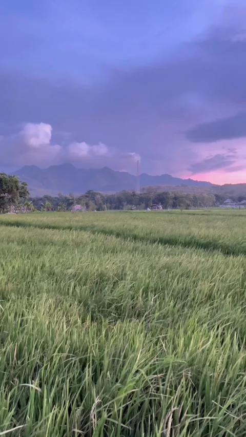 Natural scenery of rice fields and mountains with purplish blue clouds Stock Footage 323697437