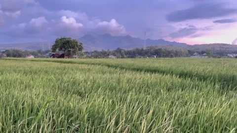 Natural scenery of rice fields and mountains with purplish blue clouds Stock Footage 323697438