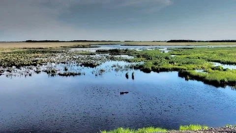 Natural scenery from the train in daylight Stock Footage 76760109