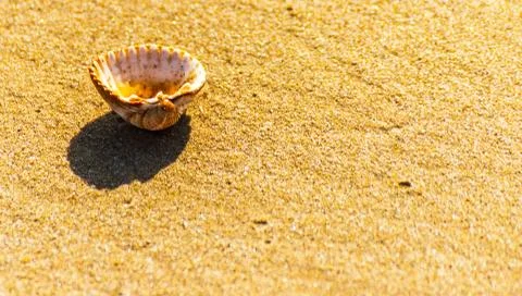 Natural sea shell lying on the sandy beach, washed by water, sunny day Stock Photos