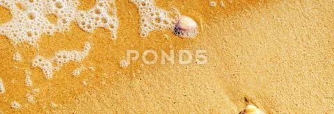Natural sea shell lying on the sandy beach, washed by water, sunny day Stock Photos
