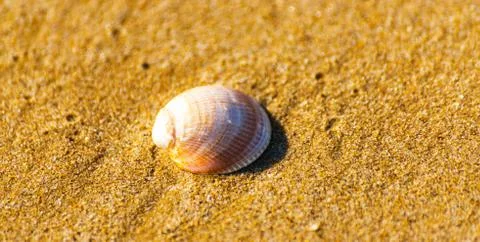 Natural sea shell lying on the sandy beach, washed by water, sunny day 写真素材