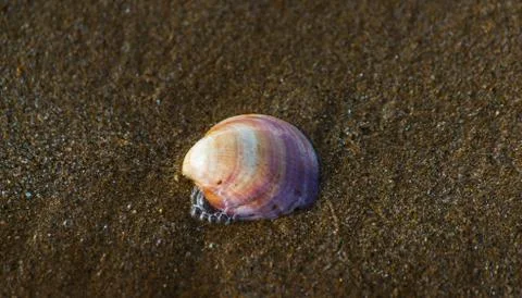Natural sea shell lying on the sandy beach, washed by water, sunny day 写真素材