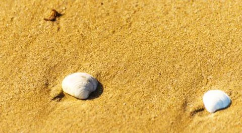 Natural sea shell lying on the sandy beach, washed by water, sunny day Stock Photos