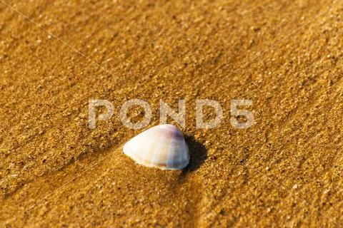 Natural sea shell lying on the sandy beach, washed by water, sunny day Stock Photos