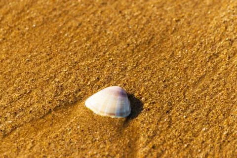 Natural sea shell lying on the sandy beach, washed by water, sunny day Stock Photos