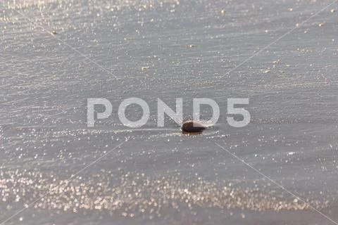 Natural sea shell lying on the sandy beach, washed by water, sunny day Stock Photos